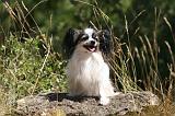 EPAGNEUL PAPILLON 177